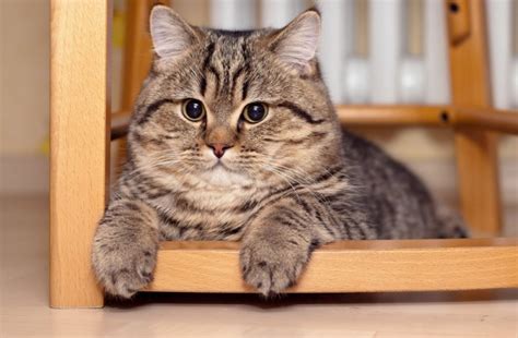 Создать мем "британская кошка, британская короткошерстная, шотландская ...