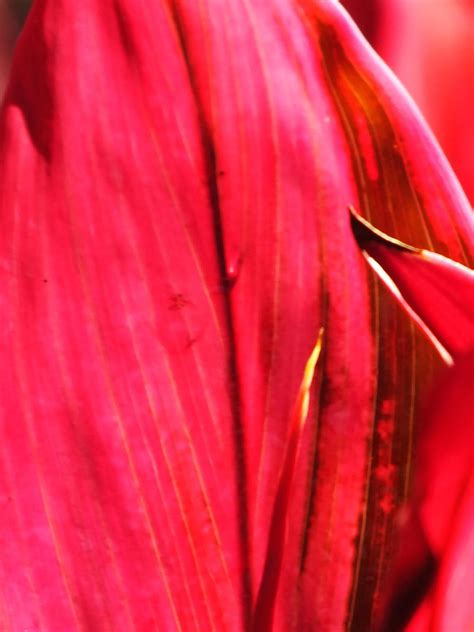 close up photo of Florica Cordyline plant lit up hot pink fuchsia by