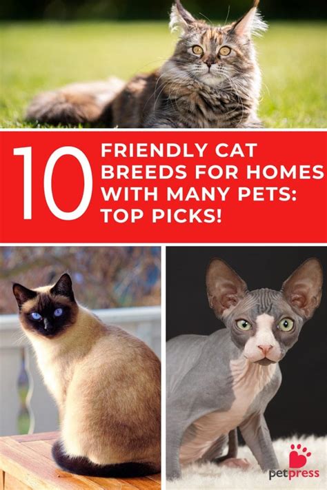 friendly cat breeds  homes   pets top  picks petpress