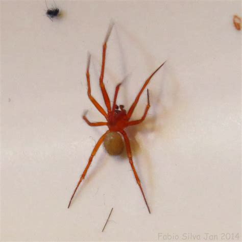 Aranha Vermelha Pequena De Casa