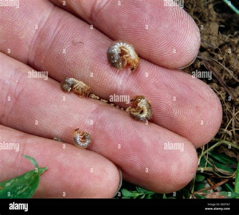 Japanese Beetle Larvae Identification