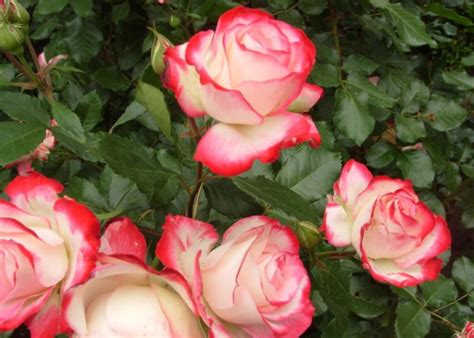 The Best Floribunda Roses: Pink and Red - Best Landscape Ideas