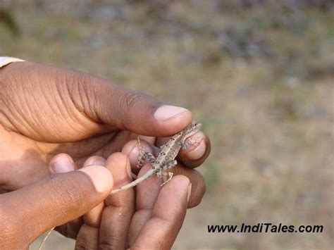 How To Be Naturalist – Careers In Travel & Tourism - Inditales