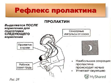Презентация на тему: "Областной Перинатальный Центр Областной Детской ...