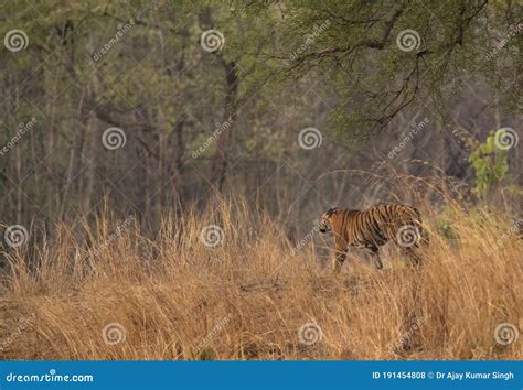 Tiger Cub in Its Habitat, Tadoba Andhari Tiger Reserve, India Stock ...