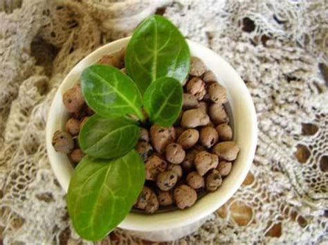 PlantFiles Pictures: Turkman Mandrake, Turkmenian Mandrake, Iranian ...
