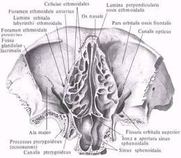 Глазница