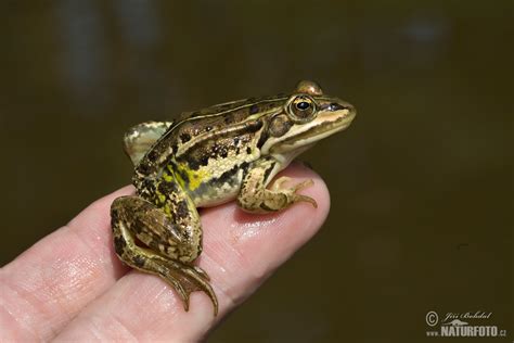 Green Frog Photos, Green Frog Images, Nature Wildlife Pictures ...