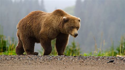 brown bears lake clark national park preserve  national park