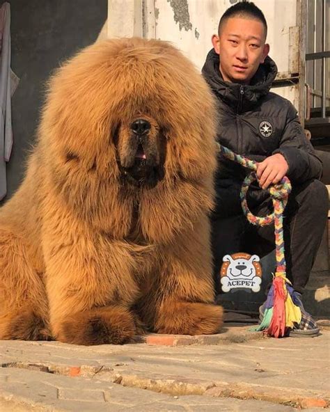 tibetan mastiff size comparison  human diy craft vrogue