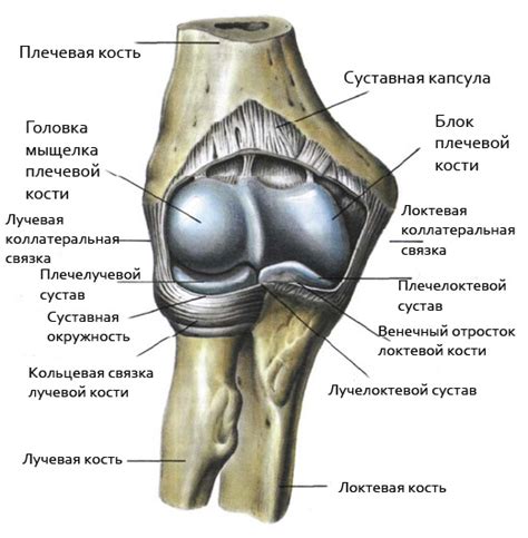Подробное анатомическое строение локтевого сустава человека