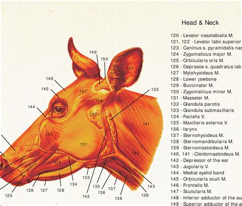 anatomy poster wall chart    etsy
