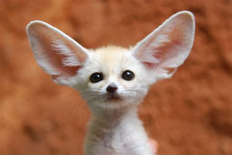 Baby Fennec Foxes are the cutest things : pics