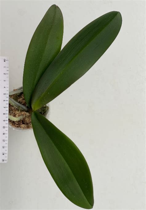 Phalaenopsis OX Luna Rosa - Plantae Orchids and Rare Plants