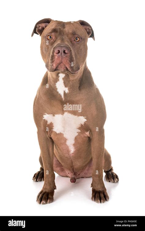 pitbull red nose in front of white background Stock Photo - Alamy