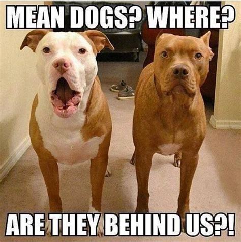 23 best images about Pit Bull Mix on Pinterest | American pit, Blue ...