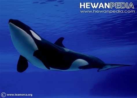 paus pembunuh  orca hewanpedia