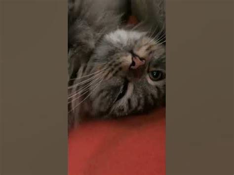 Котик, котик бархатный животик! - YouTube