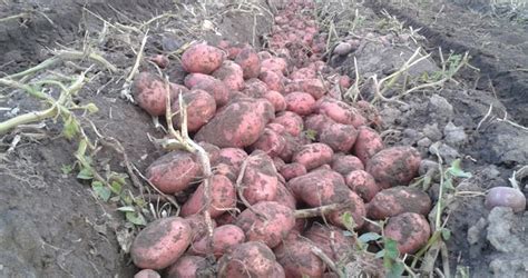 Картофель Розара: описание сорта, фото, отзывы