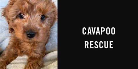 Cavapoo Puppies For Adoption Colorado - Puppy And Pets