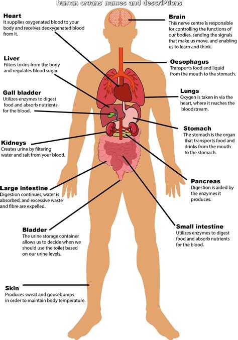 Labelled Diagram Of The Human Body Human Anatomy Internal Or