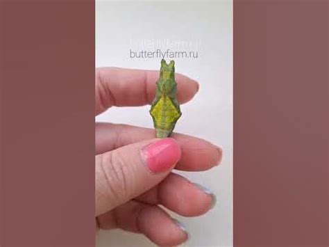 Куколка живой тропической бабочки Парусник Лови | Papilio lowi ...