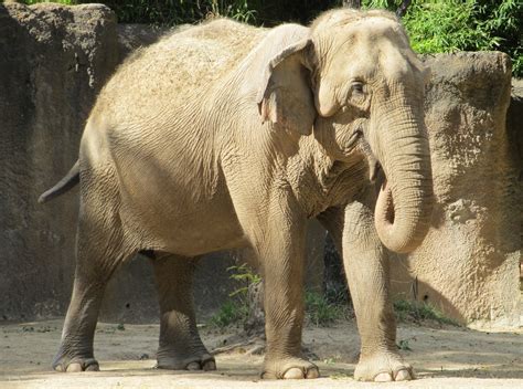 Free Images : nature, trunk, animal, wildlife, standing, zoo, portrait ...