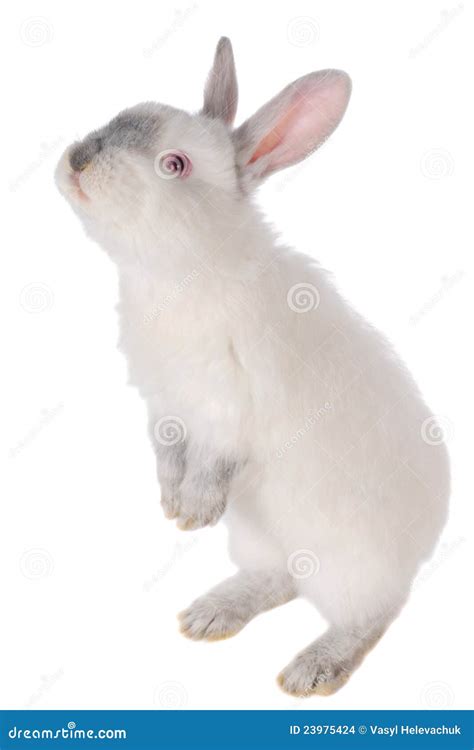 Gray rabbit stock photo. Image of hair, beautiful, fear - 23975424