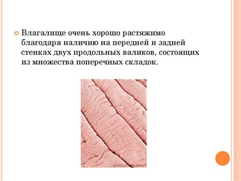 Анатомия женских половых органов (1) - презентация онлайн