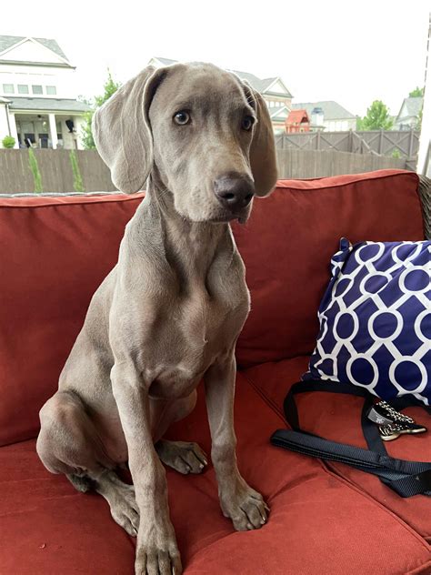 How to Crate Train a Weimaraner Puppy | Wag!
