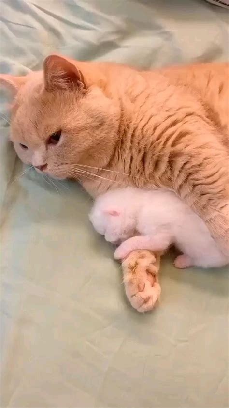 Mother Cat protecting and loving her baby ♥️ | Cute baby animals, Funny animals, Funny animal videos