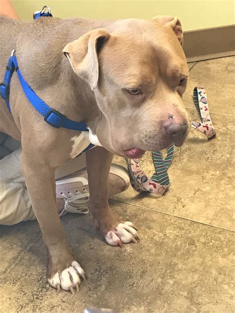 What To Do If A Snake Bites A Dog