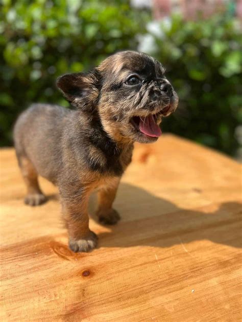 Merle French Bulldog - History, Characteristics, DNA, Cost, and More