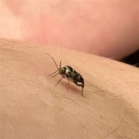 whats  bug hard      dots      fly