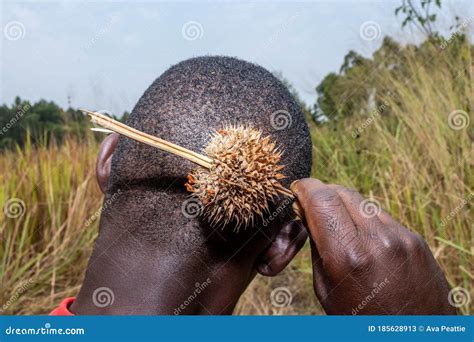 African Man Using a Dry Lion`s Tail OrÂ Wild Dagga Leonotis Leonurus ...