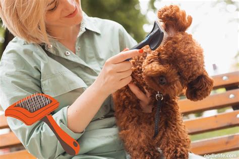 How Often Should You Brush Poodle