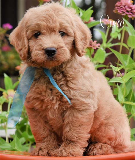 Goldendoodle Puppies Ready Now | PGD