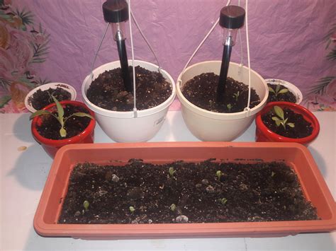 Growing my first artichoke plant in the garage. : r/GardeningIndoors