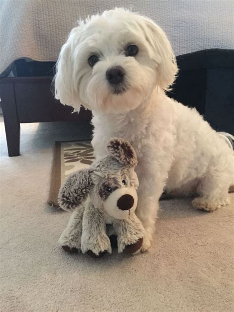 Bichon Maltese Puppies / Maltese bichon frise | Aylesbury ...