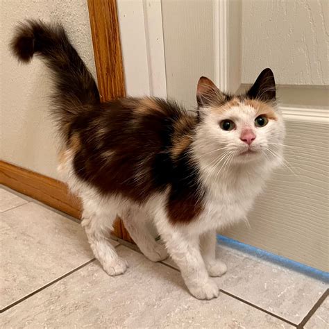 interest    gently  cat er car  whitney dirks