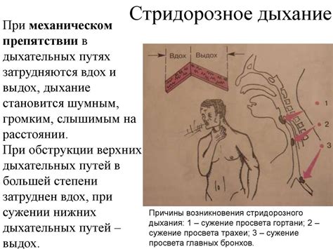 Обследование больных с заболеваниями органов дыхания - презентация онлайн