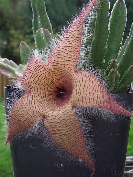 Stapelia - Wikipedia