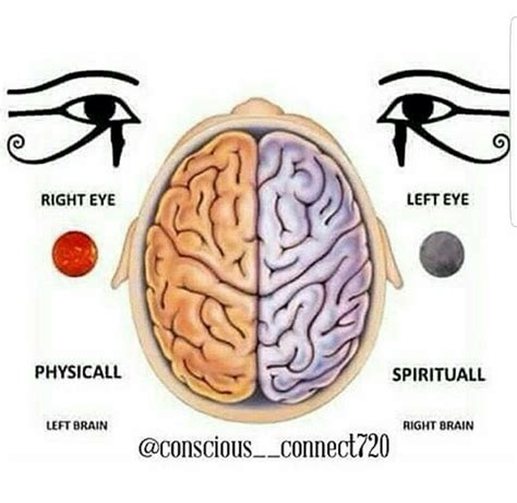 Left brain Right brain Eye of Horus Left Brain Right Brain, Brain Gym ...