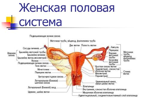 Половая система (тест) - презентация онлайн