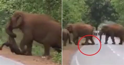 Heartbreaking Video Shows Elephants Mourning, Carrying Out Funeral Procession Of Dead Baby