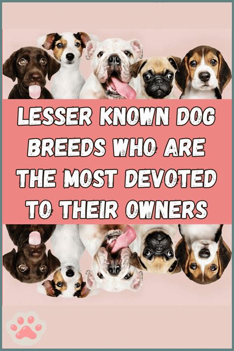 Lesser Known Dog Breeds en 2024