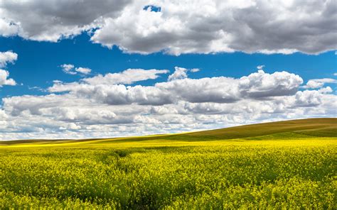 Цветущее поле обои для рабочего стола, картинки и фото - RabStol.net