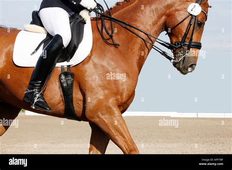 saddle horse stock photo alamy