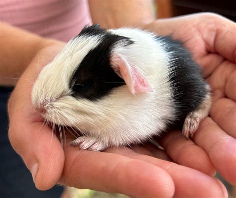 Guinea Pigs for sale | Davis Farm Inc