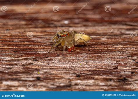 Small Jumping Spider stock photo. Image of male, animal - 258933108